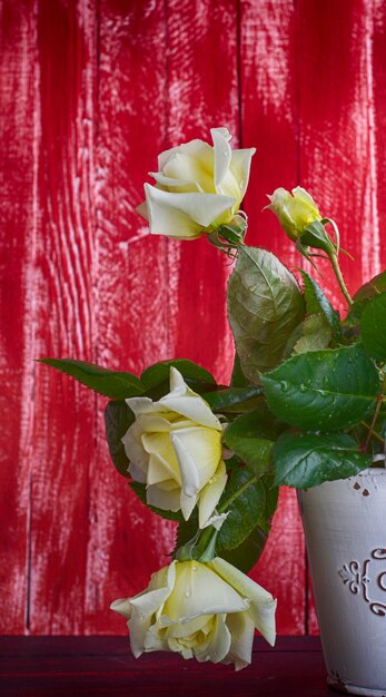 Фото Белые розы на красном деревянном