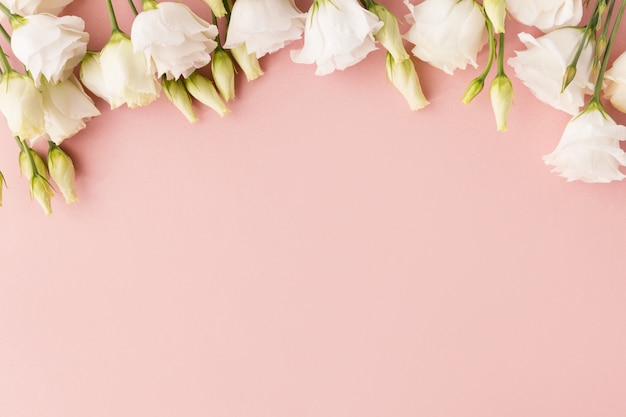 White roses on pink background