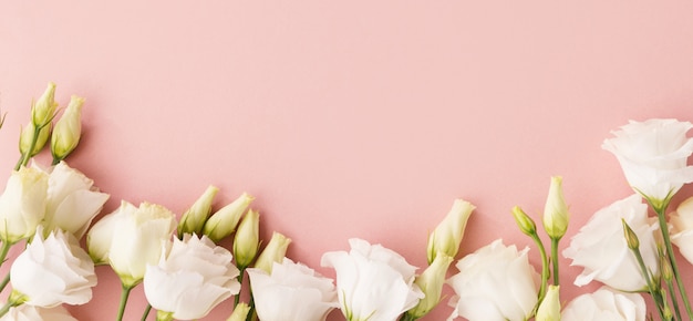 White roses on pink background