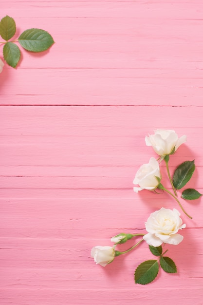 White roses on pink wooden background