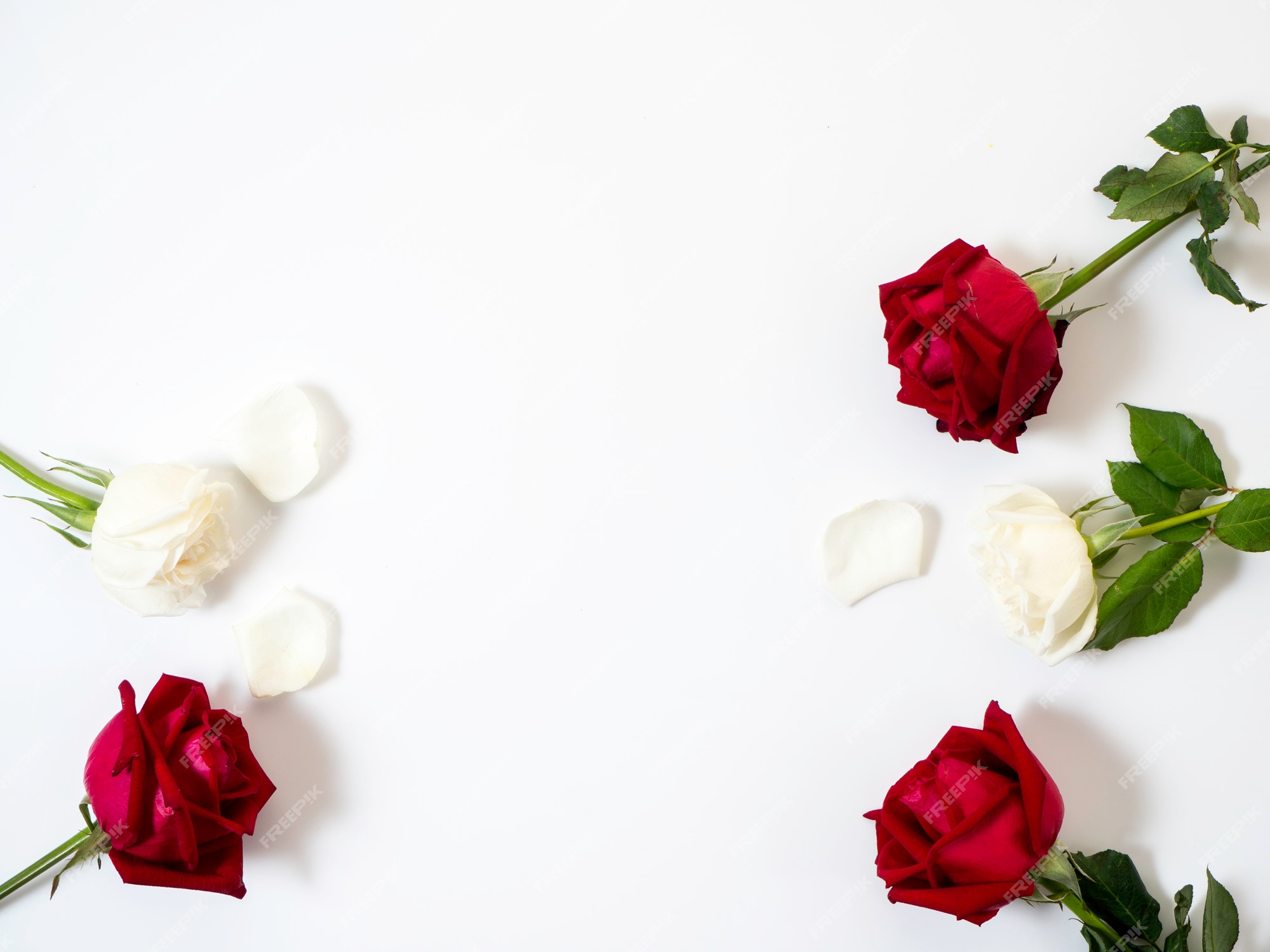 white rose backgrounds