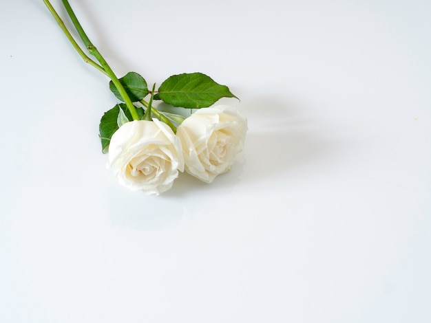 White roses on white background. for Valentine's Day. 