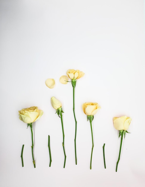 White roses on a white background