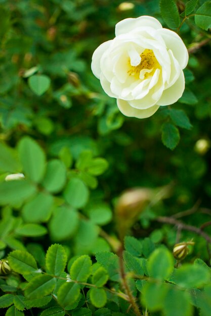 White roseship flower on a dark green background Copy space