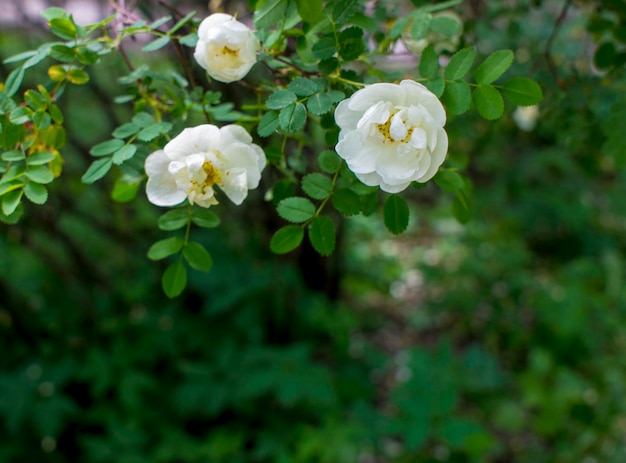 White roseship flower on a dark green background Copy space