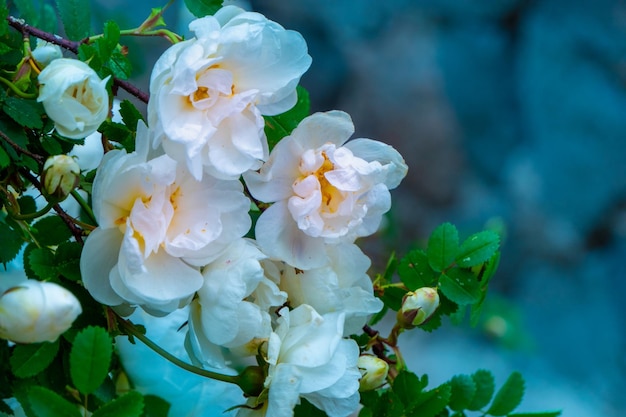 White roseship flower on a dark green background