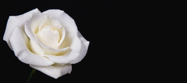 White rosewith dew drops on a black background. Copy space.