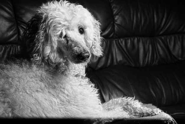 White royal poodle on the couch