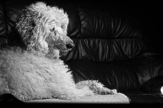 White royal poodle on the couch