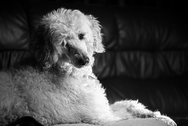 White royal poodle on the couch