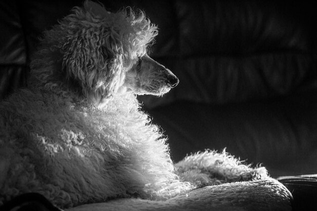 White royal poodle on the couch