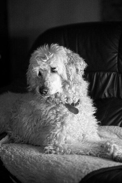 White royal poodle on the couch