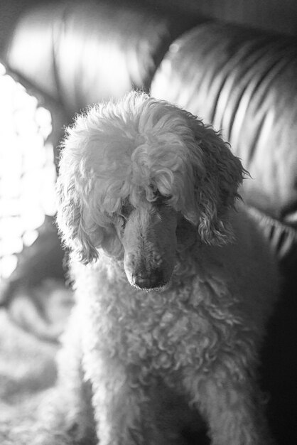 White royal poodle on the couch