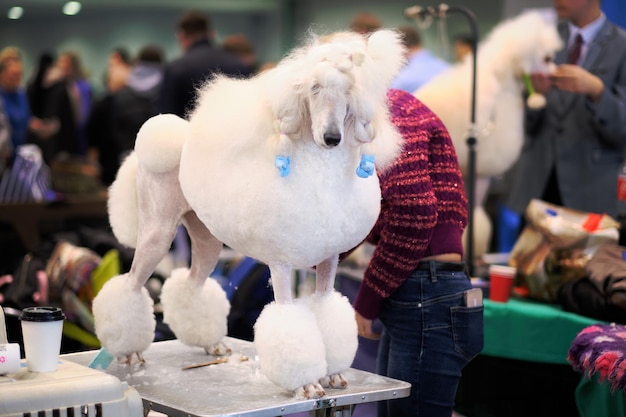 White royal poodle on the grooming table closeup