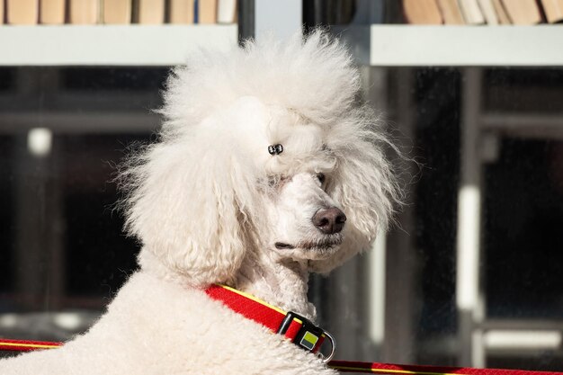 White royal poodle in the winter in the forest