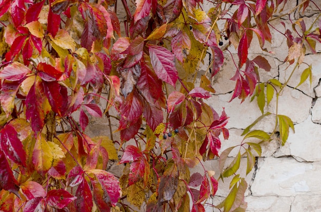 White ruined plaster cement wall with red ivy leaves