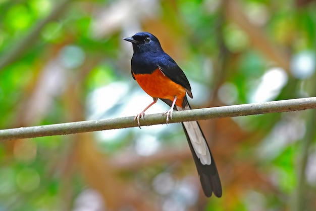 白い険しいShama Copsychus malabaricusタイの美しい男性の鳥