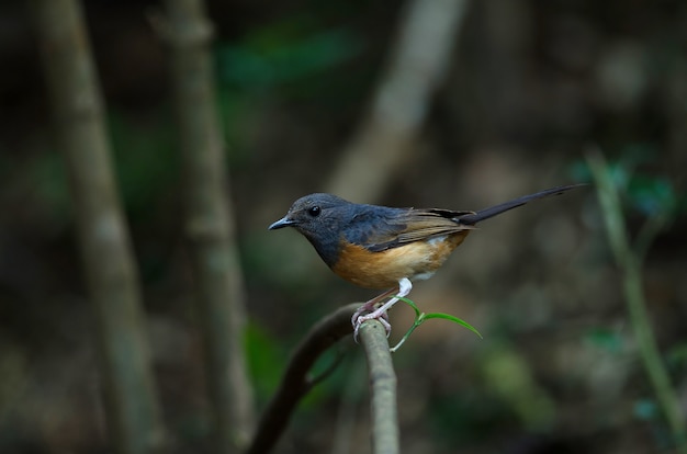 White-rumped shama female bird