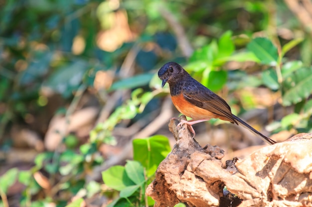 White-rumped Shama standing on a branch