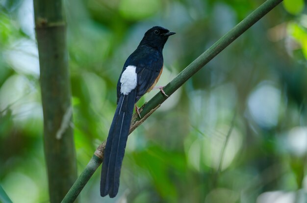 지점에 흰색 rumped Shama 서