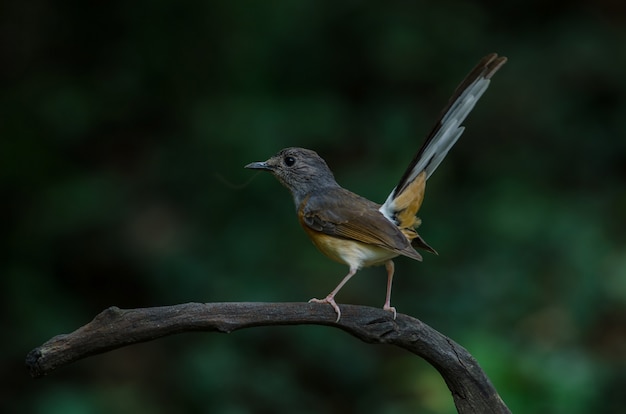 지점에 흰색 rumped Shama 서