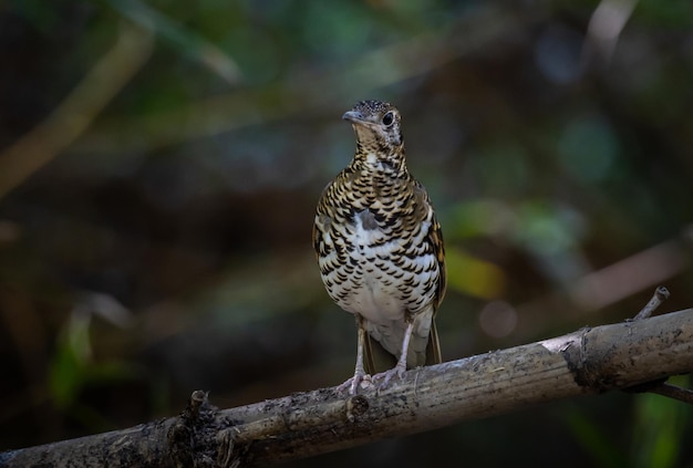 White's Thrush Zoothera aurea in the forest animal portrait