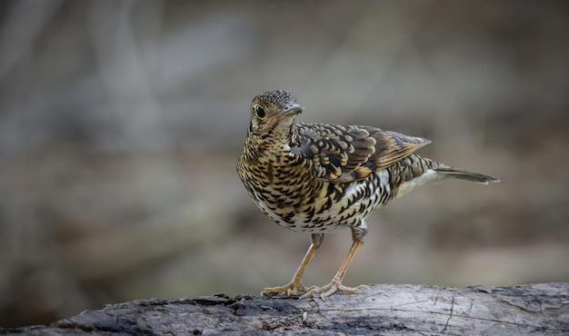 森の動物の肖像画でホオジロツグミ属ツグミ aurea