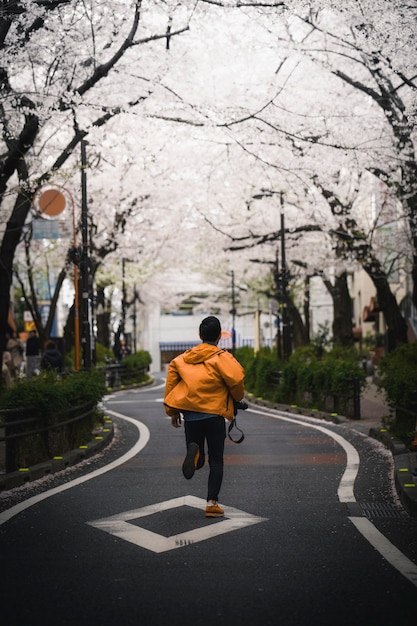 White Sakura blooming on a streetside in Japan