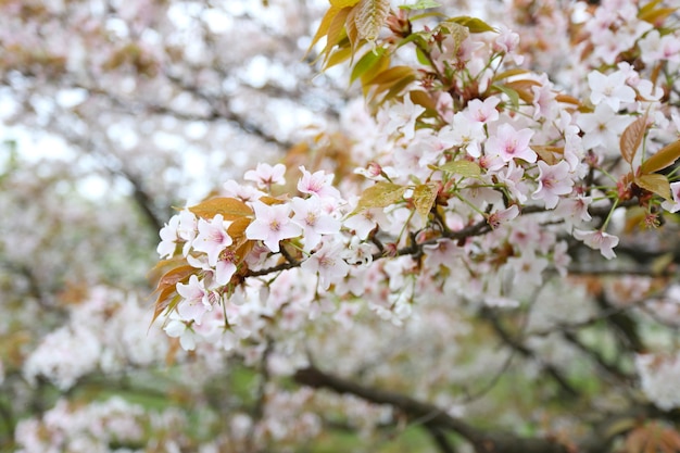 white sakura flower or cherry blossoms in Japan garden.