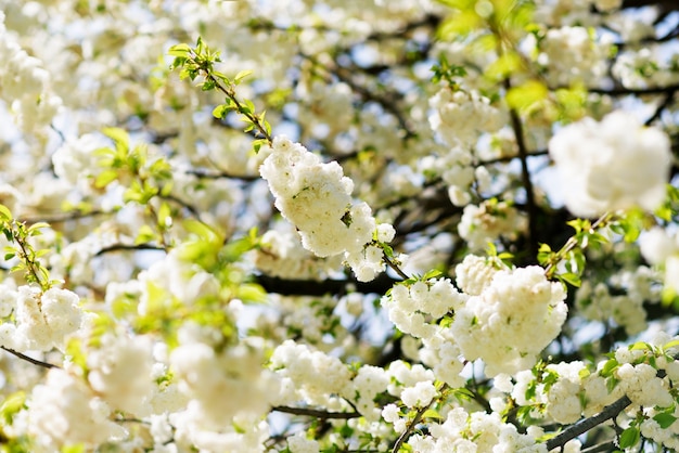 White sakura flowers blossom on a Spring sunny day