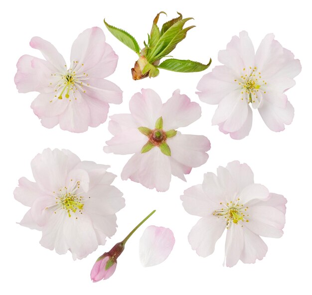 사진 흰색 배경에 고립 된 화이트 사쿠라 꽃