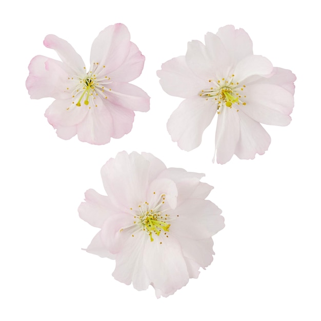 Photo white sakura flowers isolated on white background