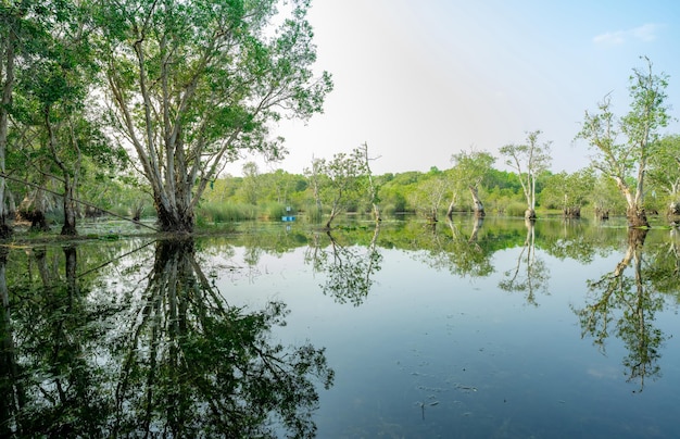 White samet or cajuput trees in wetlands forest with reflections in water Greenery botanic garden