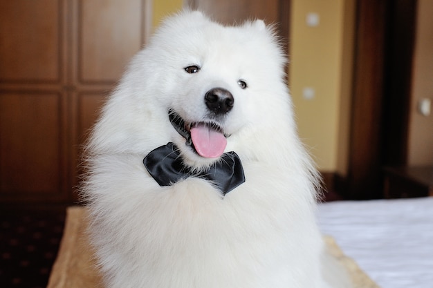 White Samoyed dog in black bow tie 