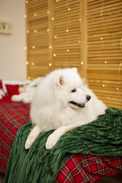 아이 방에 침대에 흰색 Samoyed 개. 즐거운 성탄절과 즐거운 휴일 보내세요. 행복한 어린 시절. 크리스마스 이브