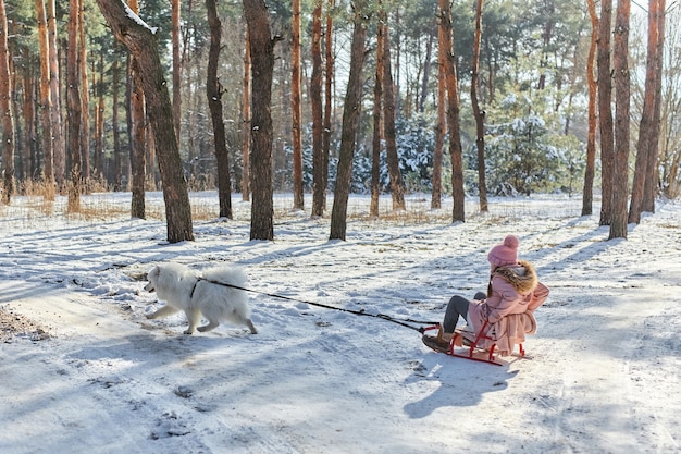 Cane samoiedo bianco che tira la slitta con un bambino felice