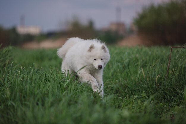 Foto un cane samoiedo bianco attraversa un campo di erba.