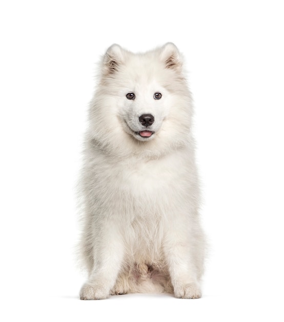 Photo white samoyed dog, sitting and panting, isolated on white