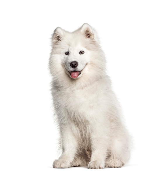 화이트 Samoyed 개 앉아서 흰색 절연 헥 헥