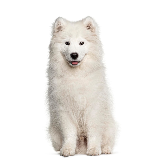 Foto cane samoiedo bianco seduto e ansimante isolato su bianco