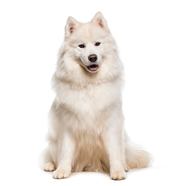 화이트 Samoyed 개 서 헥 헥