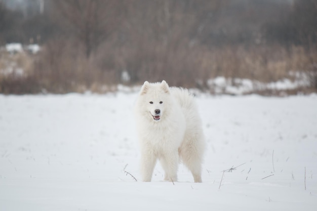 A white samoyed dog stands in the snow.