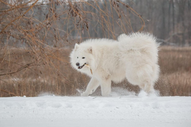 A white samoyed dog walks in the snow.