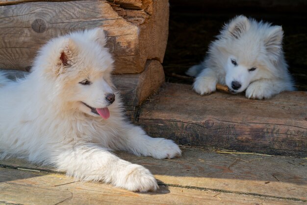 白いサモエドハスキーの子犬。ふわふわのコートを着たフレンドリーな犬。