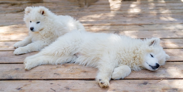 白いサモエドハスキーの子犬。ふわふわのコートを着たフレンドリーな犬。