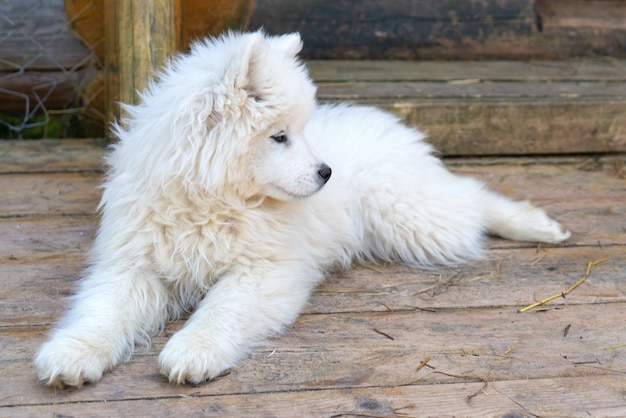 白いサモエドハスキーの子犬。ふわふわのコートを着たフレンドリーな犬。