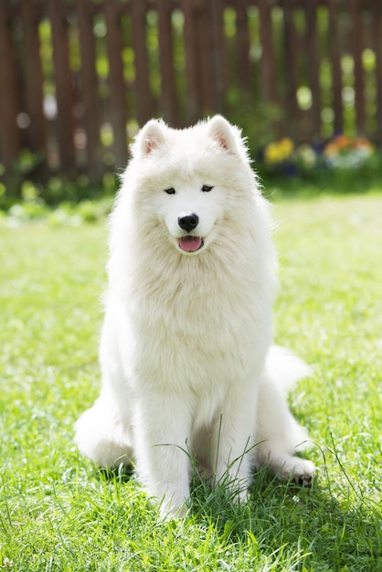 하얀 Samoyed 강아지는 푸른 잔디에 앉아 있습니다. 자연 속의 개는 공원에서 산책을 합니다.