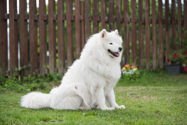 白いサモエドの子犬は緑の草の上に座っています自然の中で犬は公園を散歩します