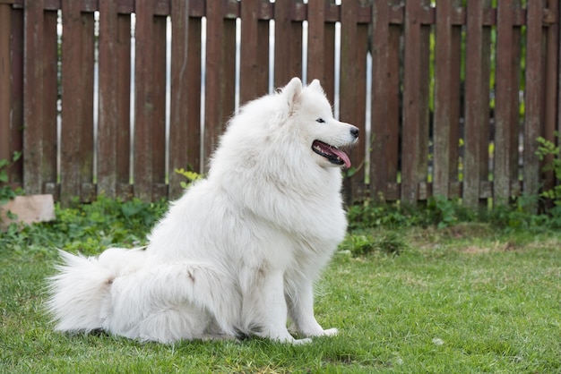 白いサモエドの子犬は緑の草の上に座っています自然の中で犬は公園を散歩します