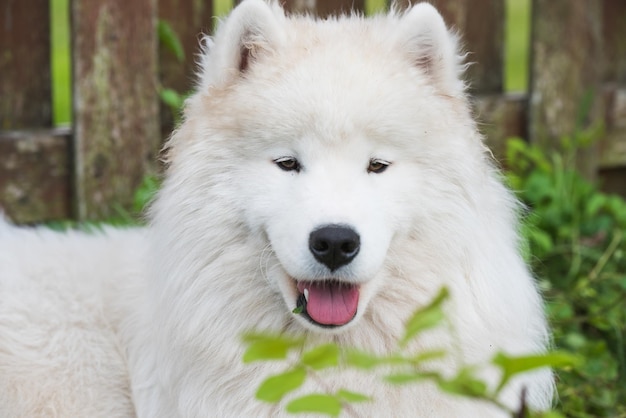 하얀 Samoyed 강아지는 푸른 잔디에 앉아 있습니다. 자연 속의 개는 공원에서 산책을 합니다.